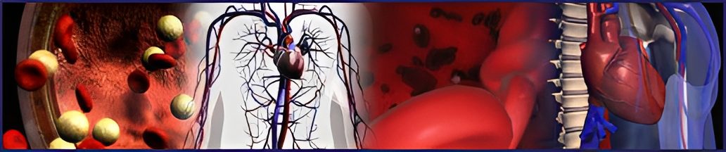 Illustration of human circulatory system and heart.